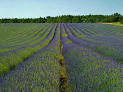 lavender farm