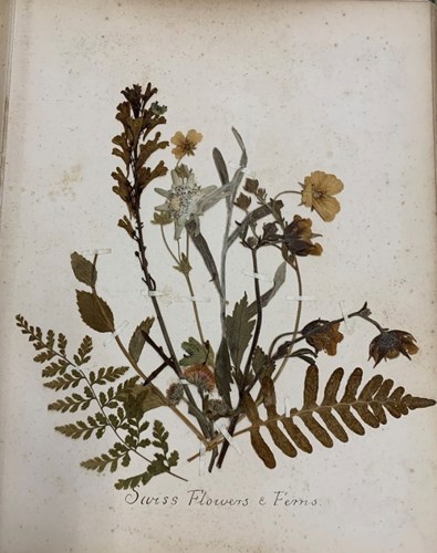 An image showing Pressed Swiss Flowers & Fern