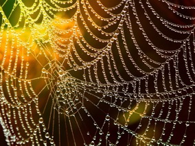 A close-up image of a spider web covered in dewdrops. The web is intricately woven with multiple concentric circles and radial lines, each adorned with tiny water droplets that glisten in the light. The background is blurred with warm hues of yellow, orange, and green, creating a beautiful contrast with the delicate web