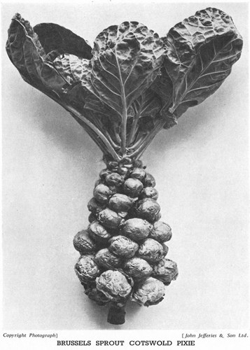 An image of a bunch of brussell sprouts