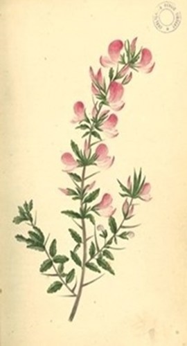 A drawing of a flower