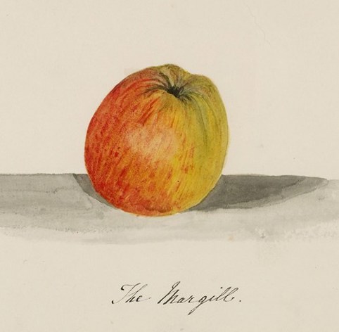 A drawing of an apple