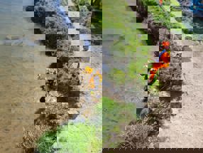 A diver entering the river and another worker holding on to the line that is connected to the diver.