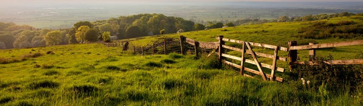 A photo of a field with a gate and fence through the middle