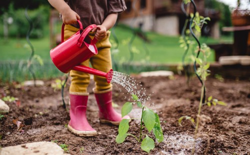 water from a watering can being poured onto some thirsty plants