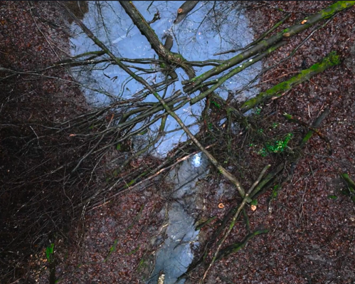Trees laid across a watercourse. Water is being held behind them.