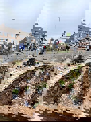 Newly installed planter with stone, soil and plants built into the pavement