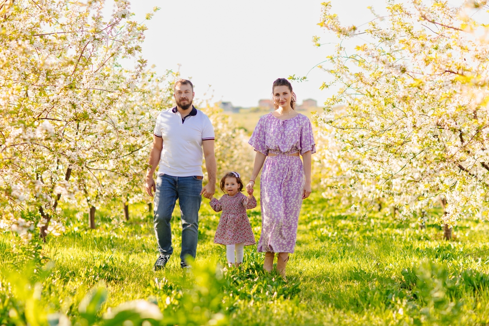 Man and woman walking through an orchard in blossom holding the hands of a two-year old child